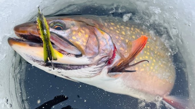 best baits for trout fishing
