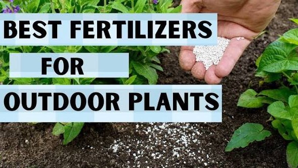 best outdoor plant fertilizers
